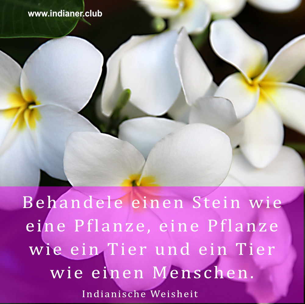 Hintergrundbild mit Orchideenblüten und indianischer Weisheit